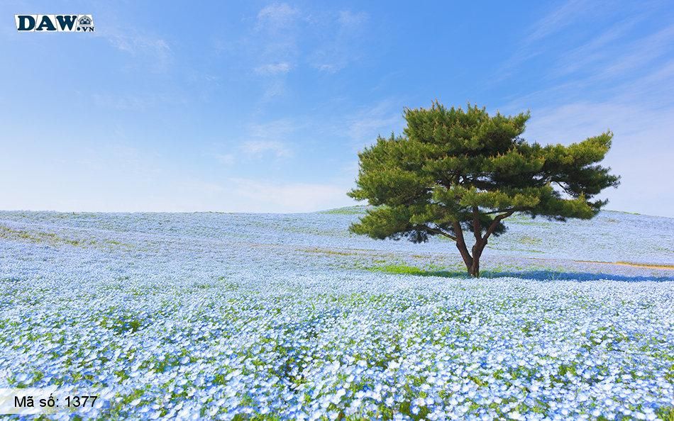 Không Nhật Bản thì Hàn Quốc cảm giác như cả thế giới đều đi ngắm hoa anh đào hết rồi